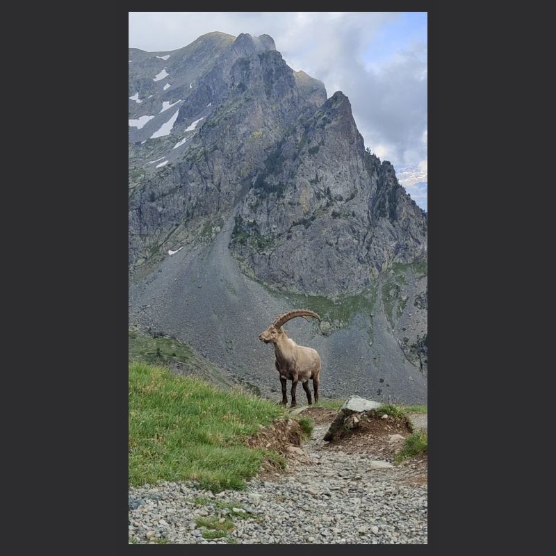 Steinbock