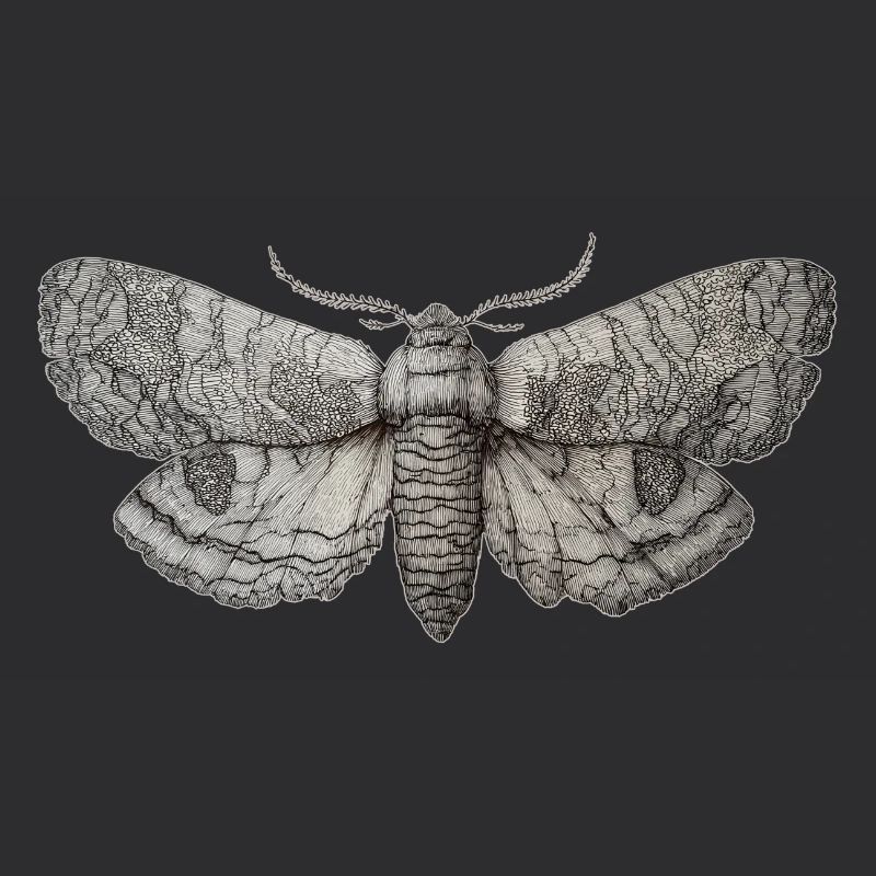 Millésime des papillons de nuit