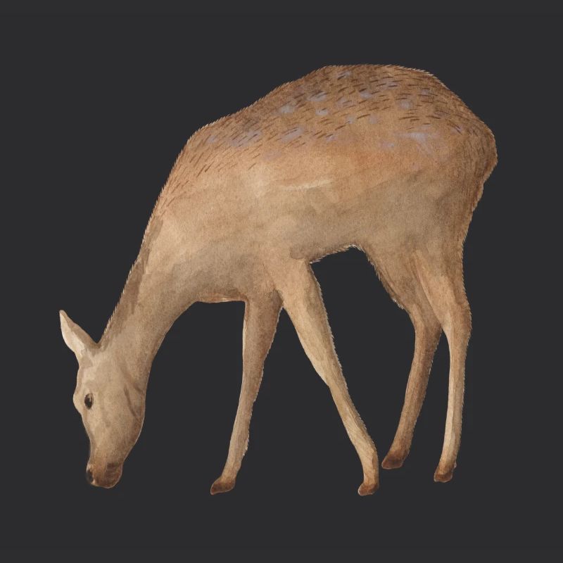 Roe deer