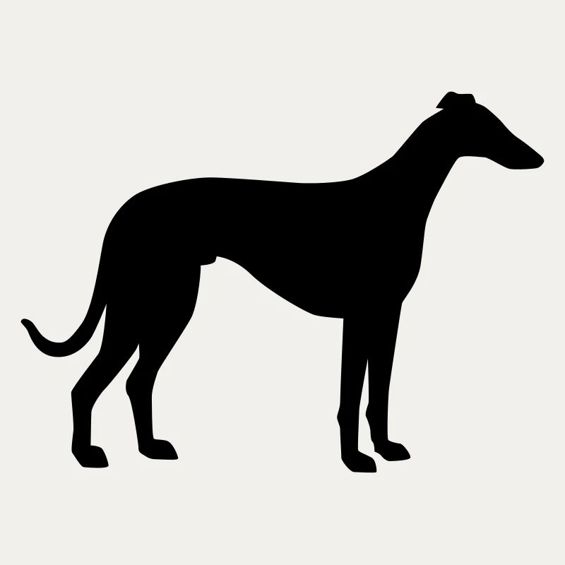 Whippet