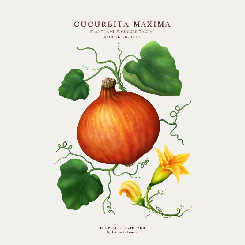 THE PLANTSPLATE FARM - CUCURBITA MAXIMA