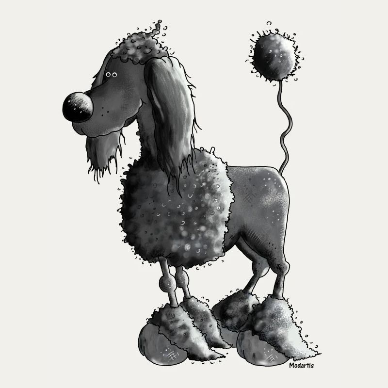 Drôle Caniche Noir - Chien - Chiens