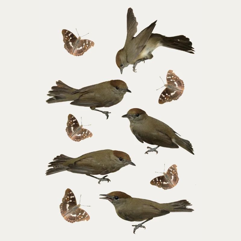 Passerine Blackcap with Schiller Butterfly