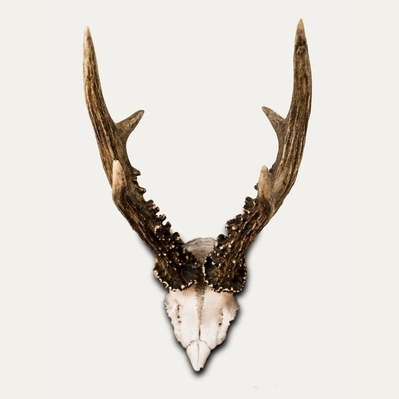 antler