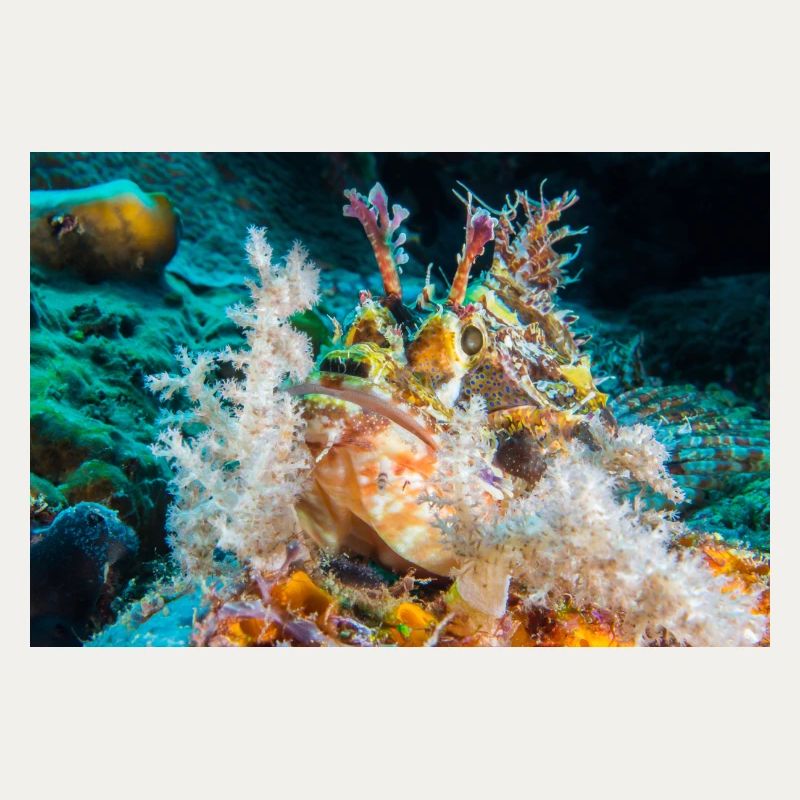 Scorpion fish