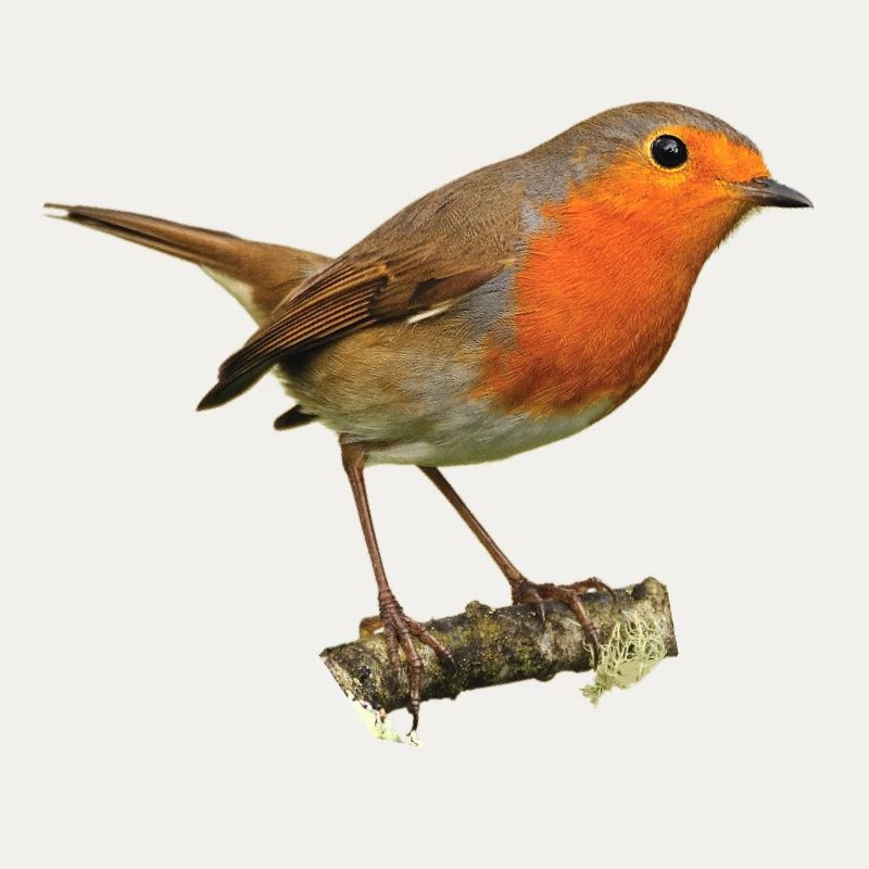 Rotkehlchen1 Robin