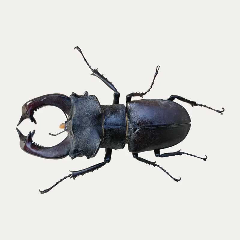 Cerf-volant