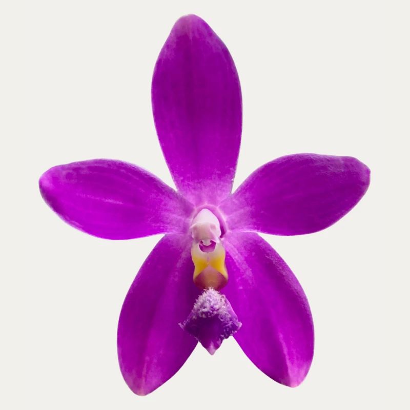 Orchidee Phalaenopsis speciosa x violacea Blüte