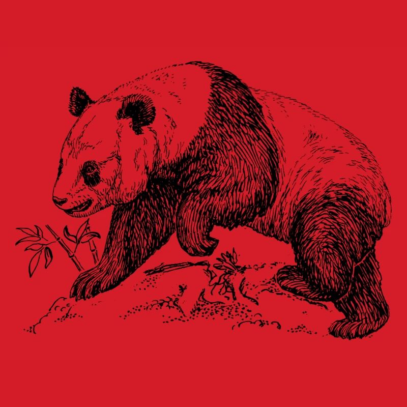 Panda Bär