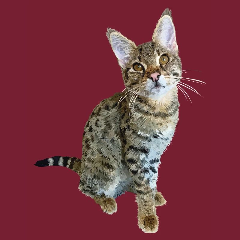 Tabby