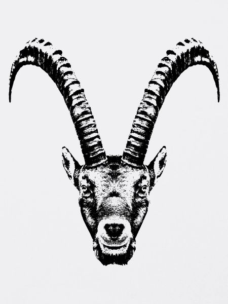 Steinbock / Kopf / Ibex / frontal