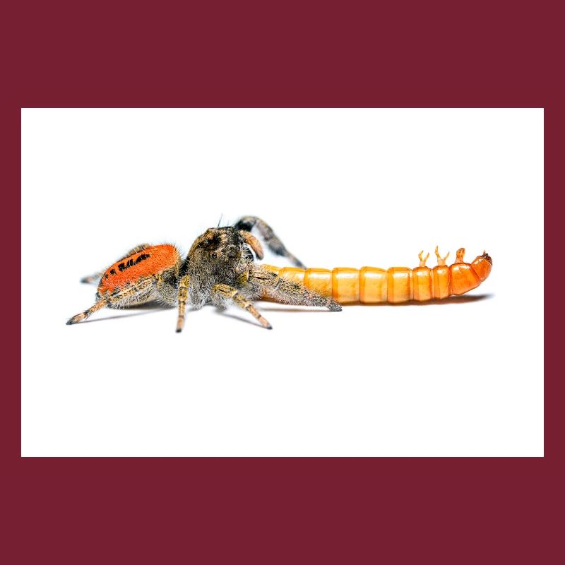 Araignée sauteuse Phidippus texanus araignée sauteuse