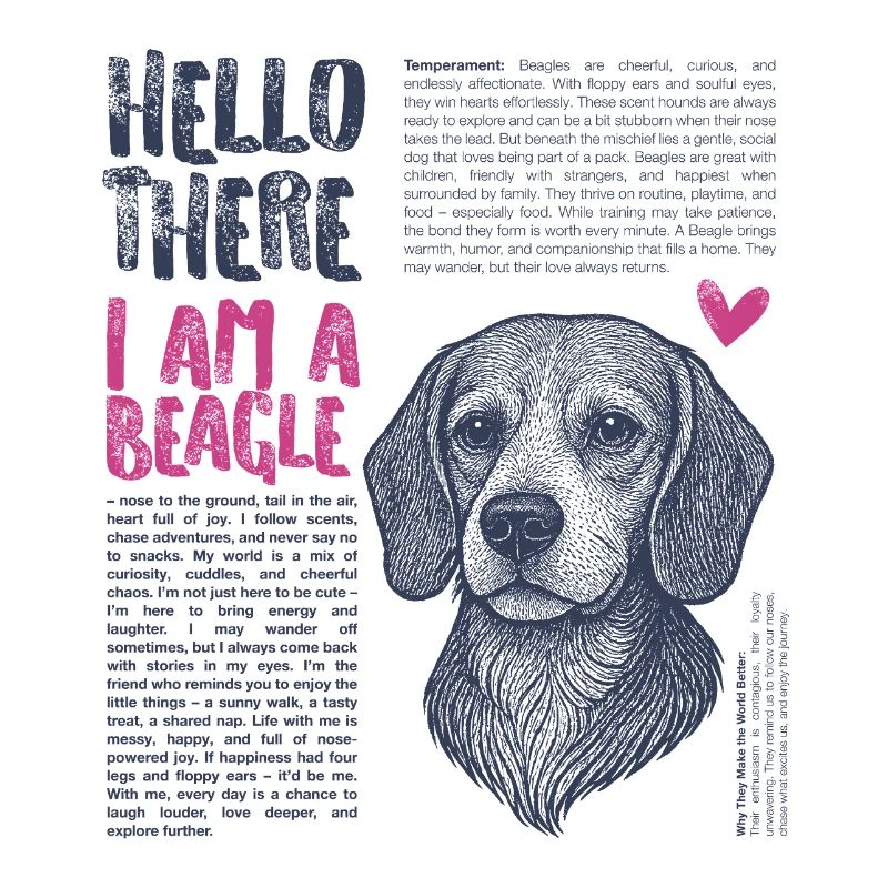 Beagle – Curious, loyal & always on the move