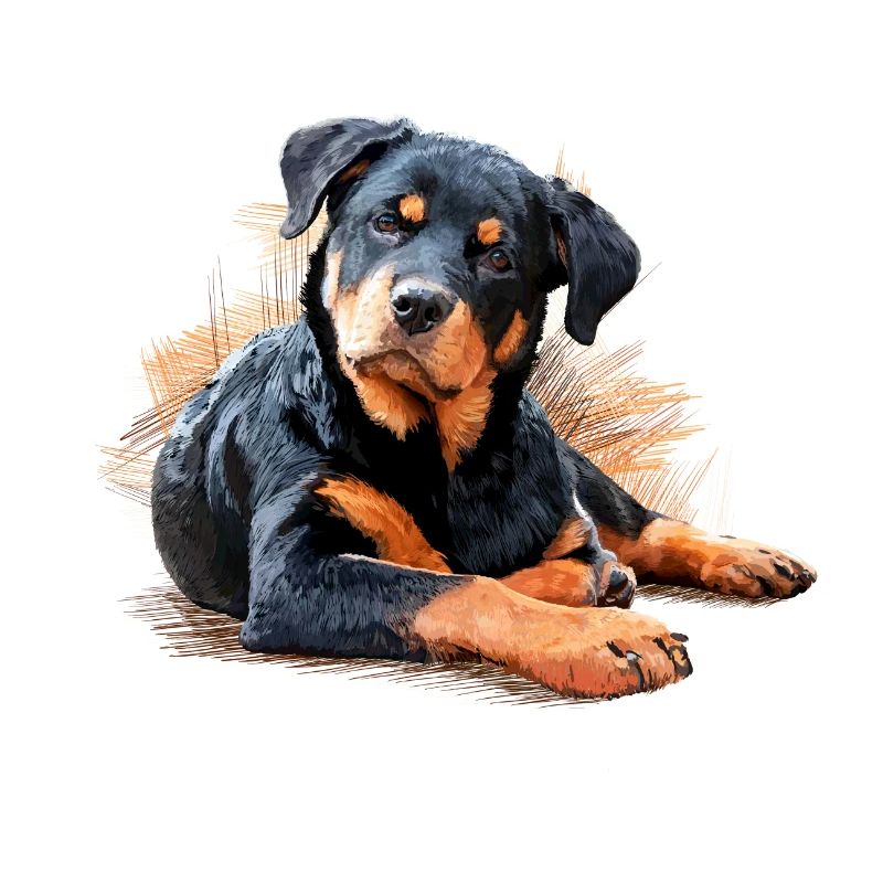 Rottweiler
