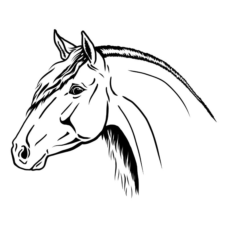 Spanischer Hengst Portrait