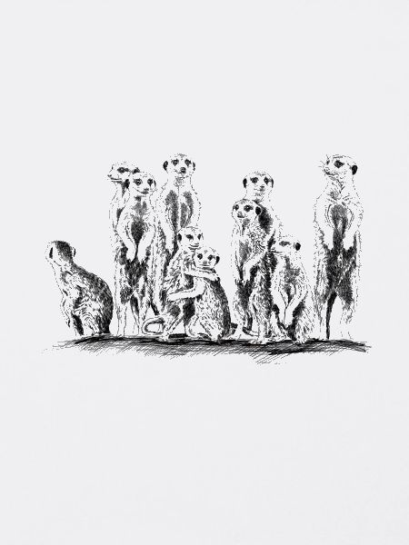 Erdmännchen