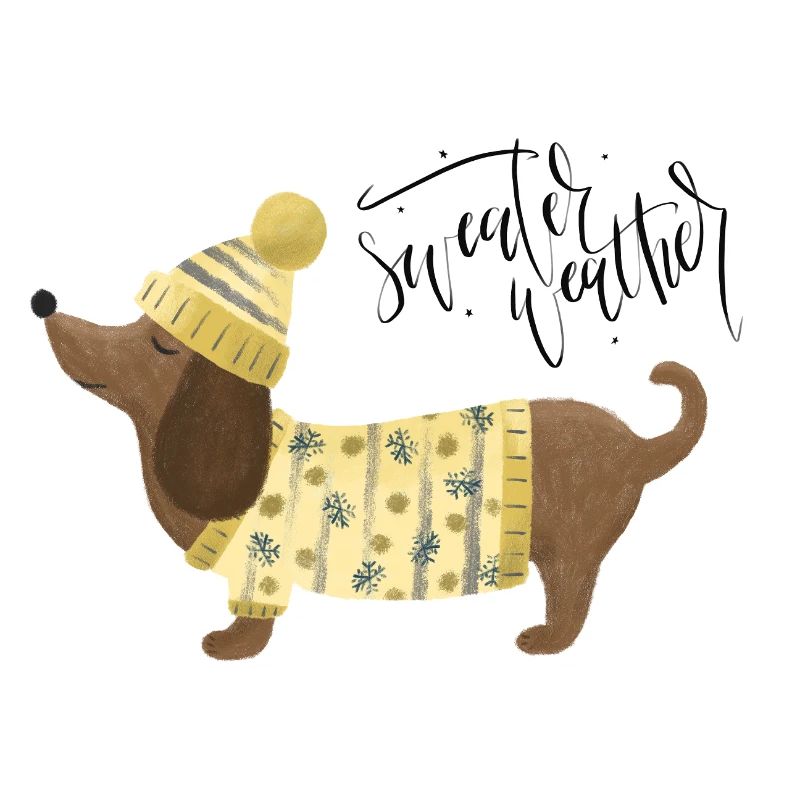 Teckel avec pull et chapeauSweater Météo jaune