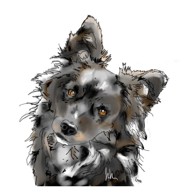 Australian Shepherd