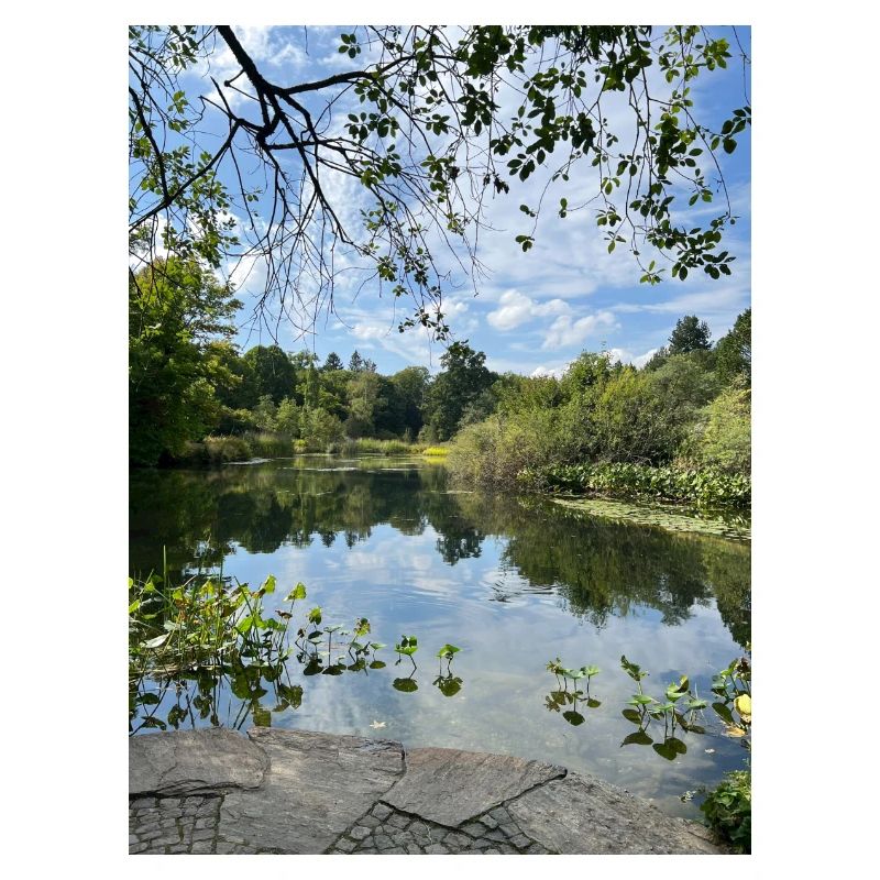 Spiegelsee im Waldrand