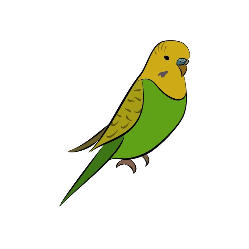 Perruche - perruche jaune vert