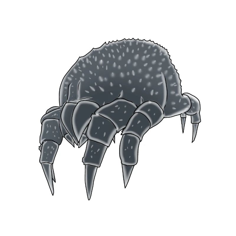 Mite Mites Insect Insect Disgusting Phobia Pest