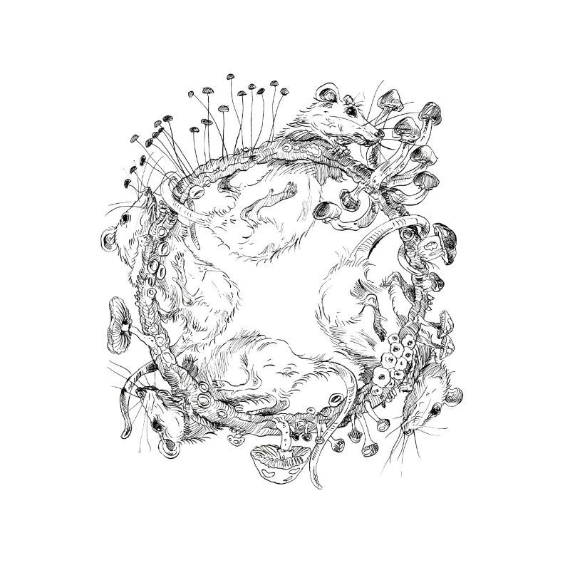 course de rat / course de rat / champignons