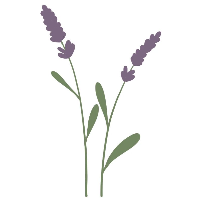 lavender