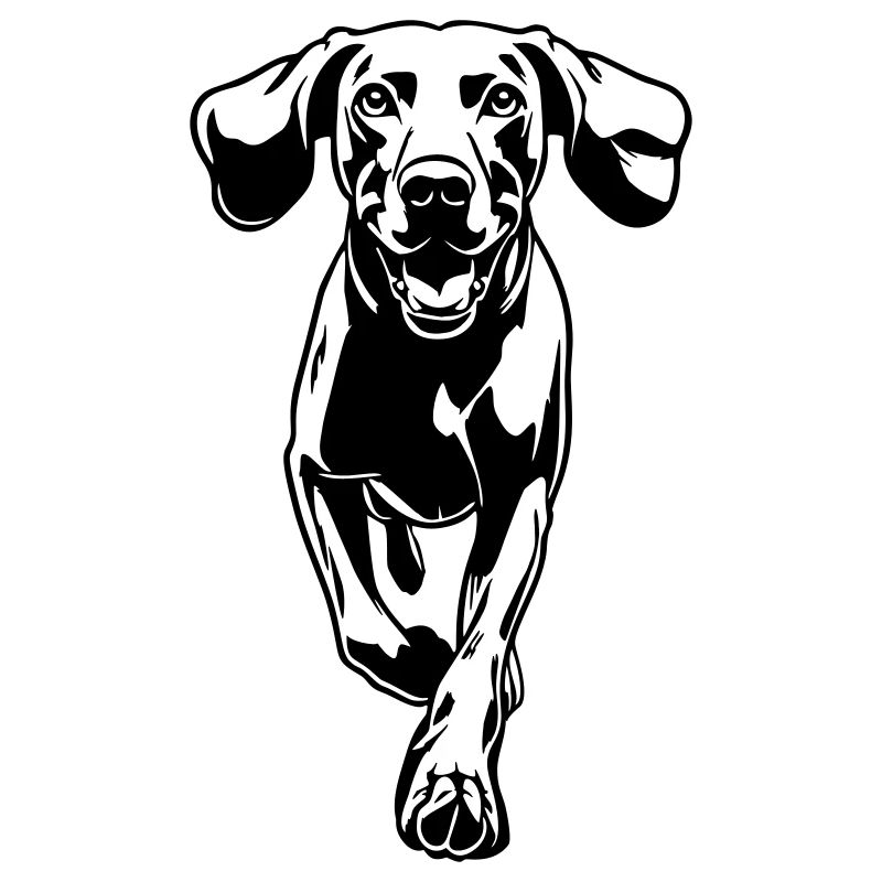 Weimaraner