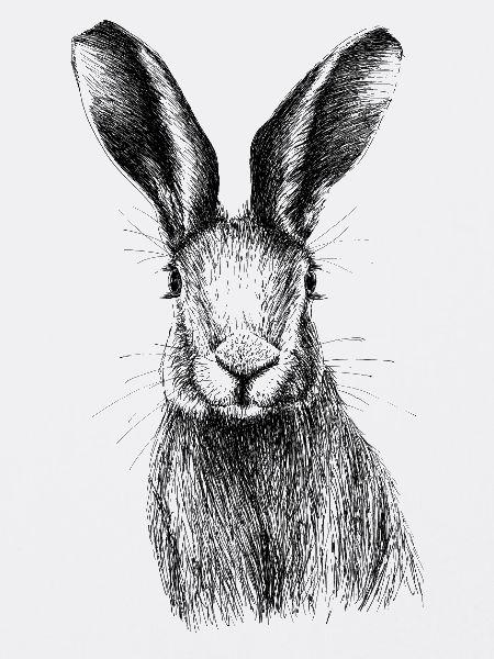 Hase