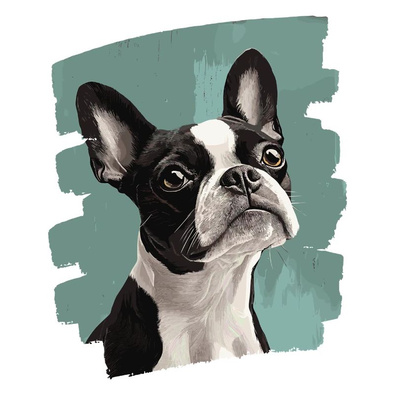 Boston Terrier