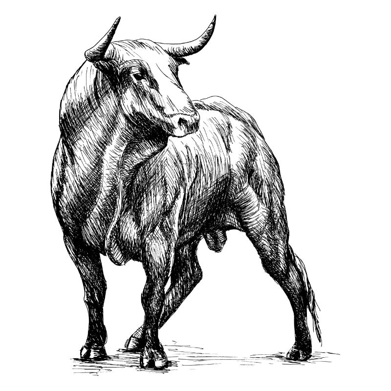 Stier