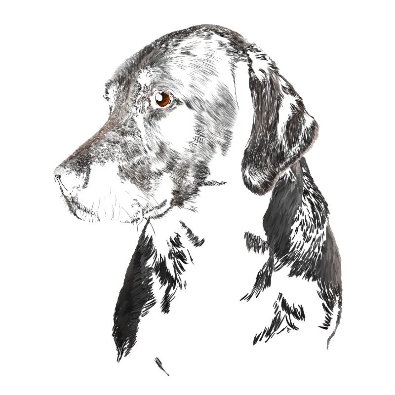 Labrador