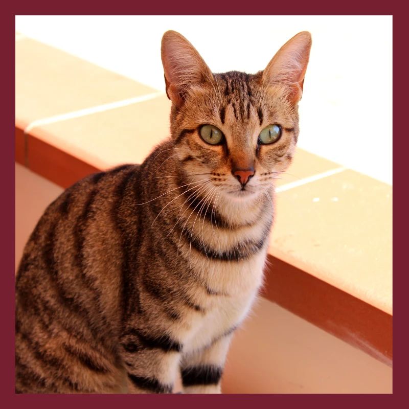 Chat chaton affiche chat carré affiche