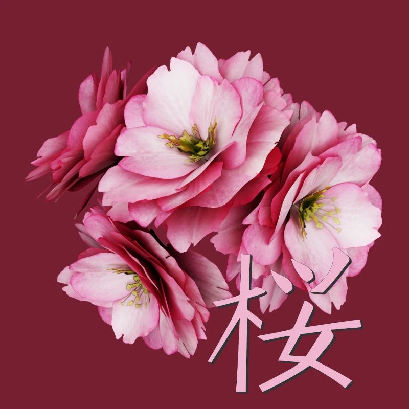 Cherry Blossom