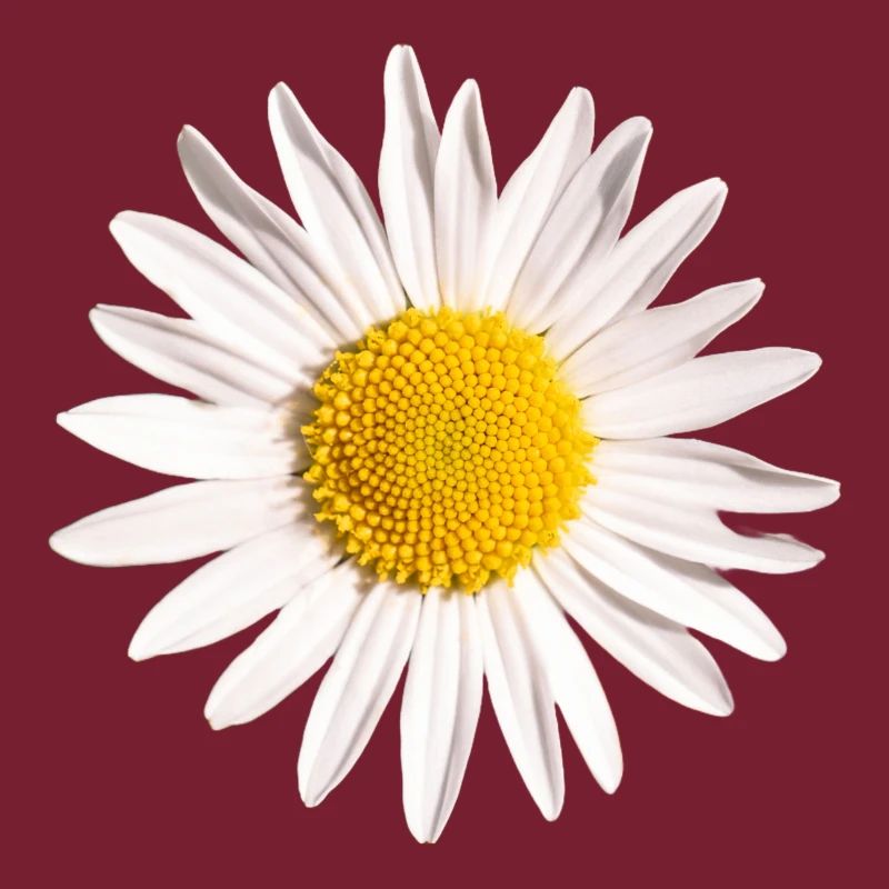 Gänseblümchen