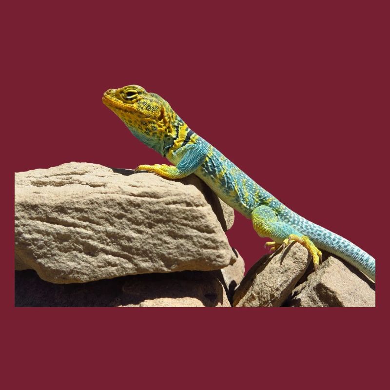gecko lizard echse eidechse