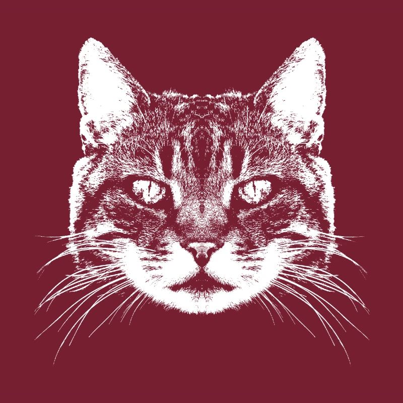Chat / Chat / Coon principal