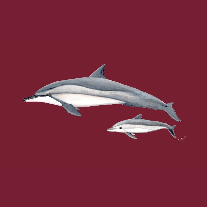 Spinner Delphin - Langschnauzendelfin - dauphin