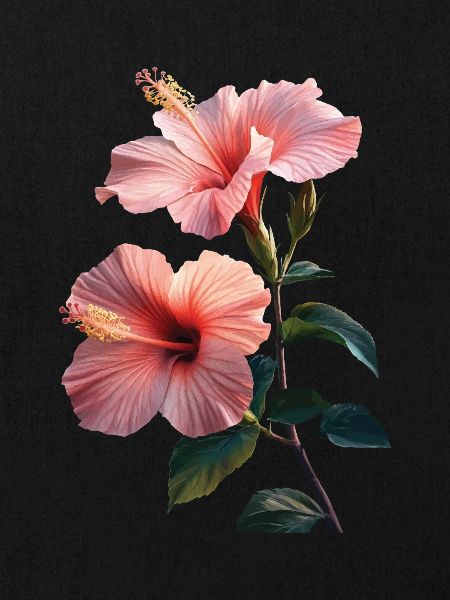 Hibiskus