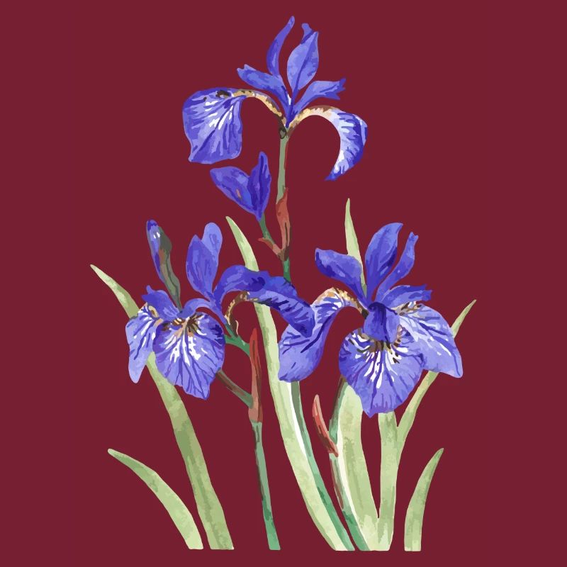 Iris violets
