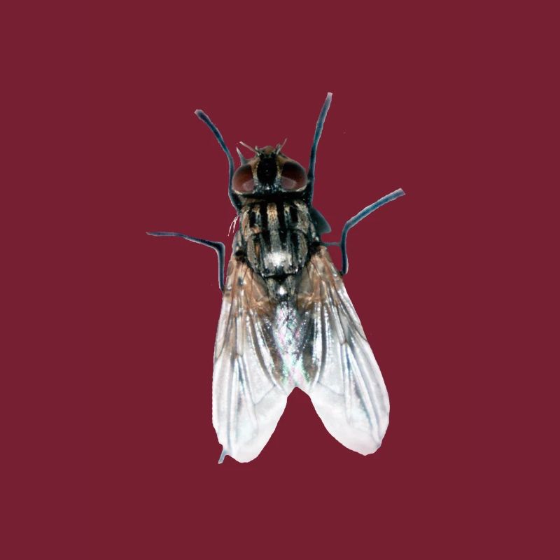 fliege