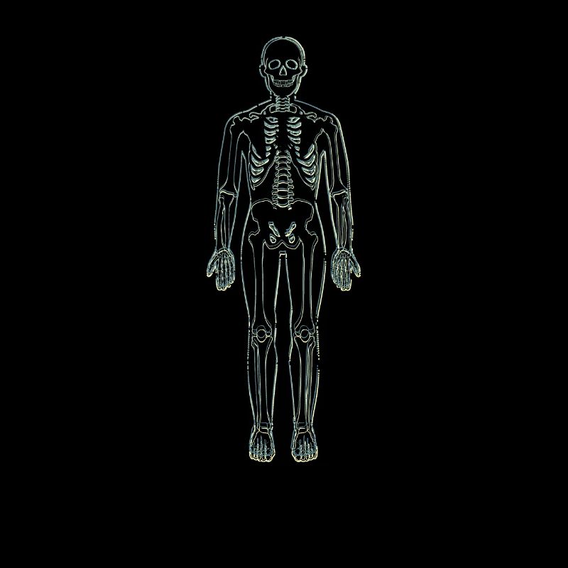 Anatomie Lineart