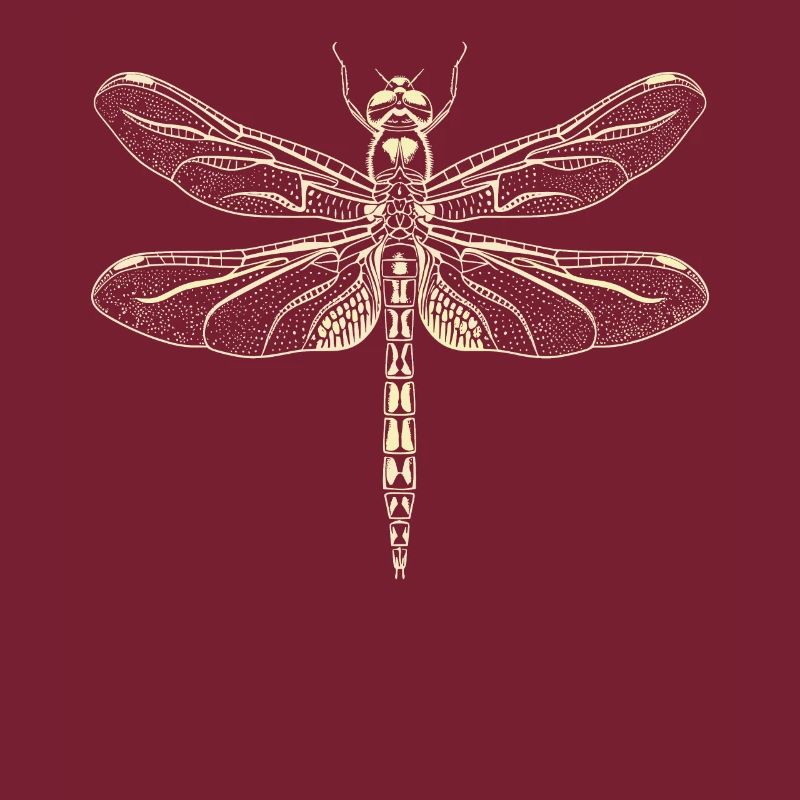 Libellule Libellule Ailes Colorées Libellules Mignonnes