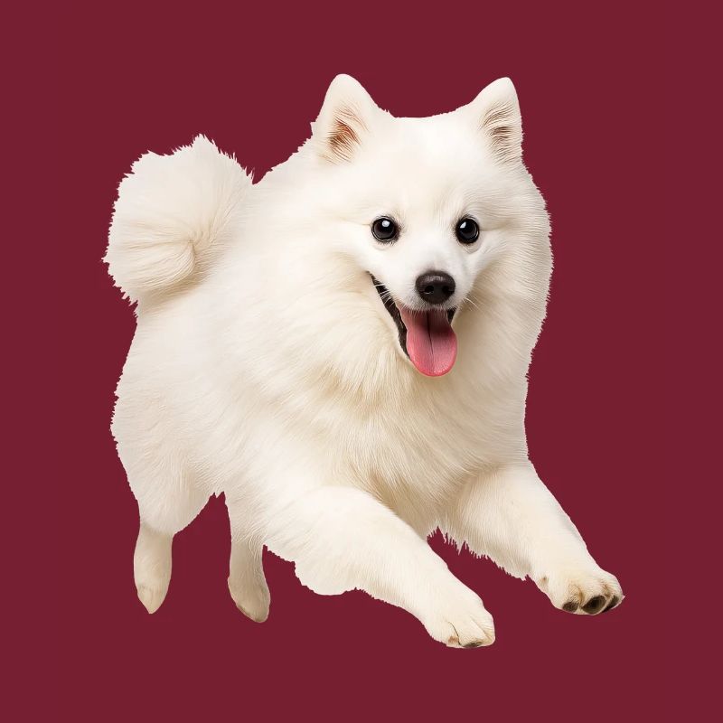 Japan Spitz