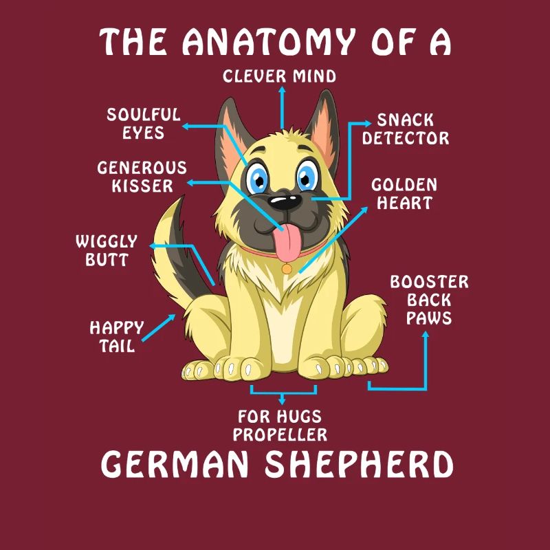Anatomie eines Deutschen Schäferhundes