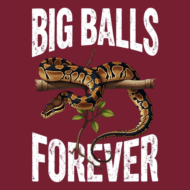 Königspython Schlangen Liebhaber Terrarium Python