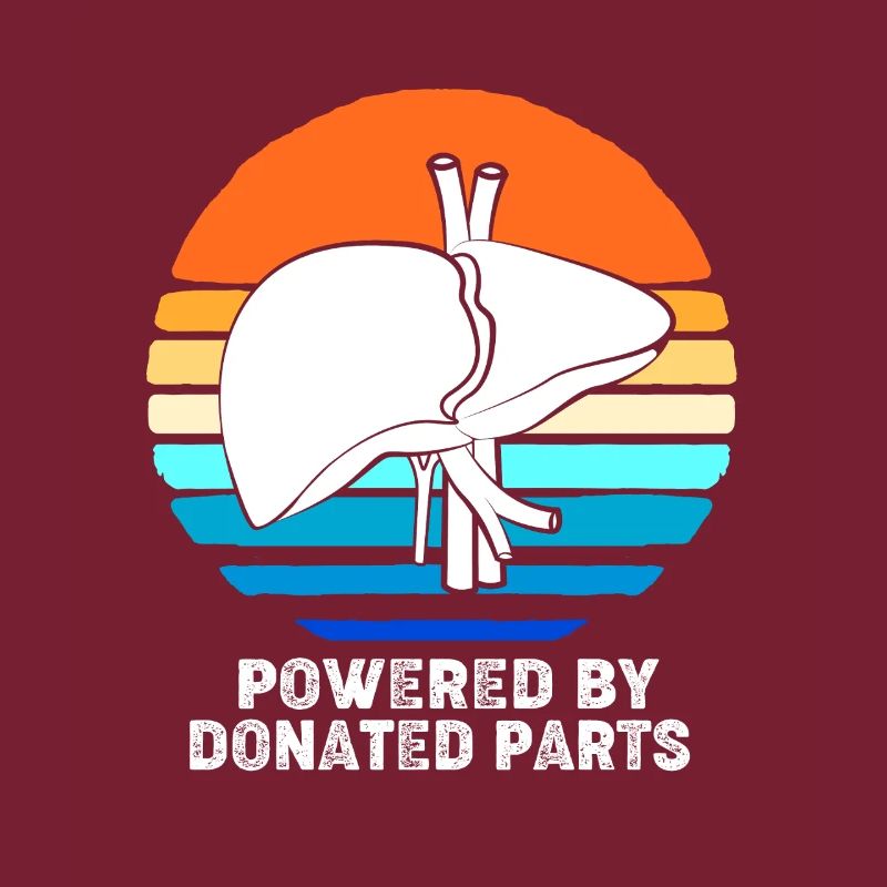Organ Spender Leber Organspender Leberspende