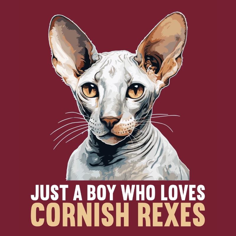 Cornish Rex Kätzchen Cornish Rex Katze