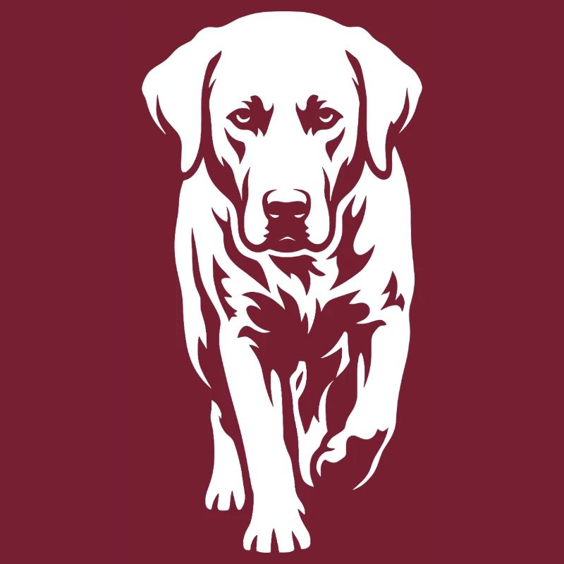 Labrador – Timeless elegance