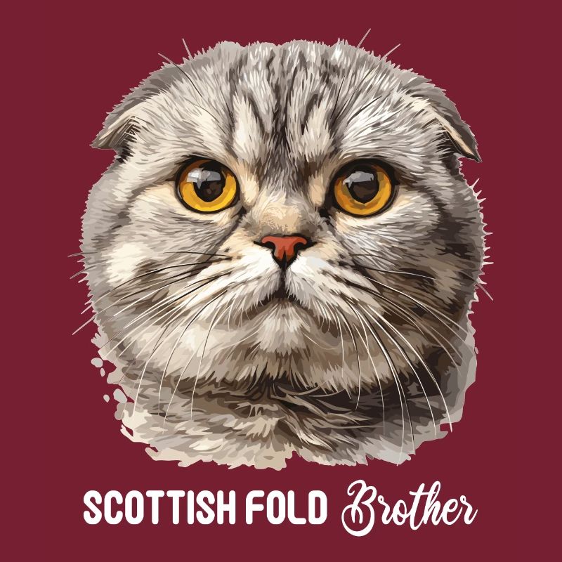 Scottish Fold Kätzchen Scottish Fold Katze